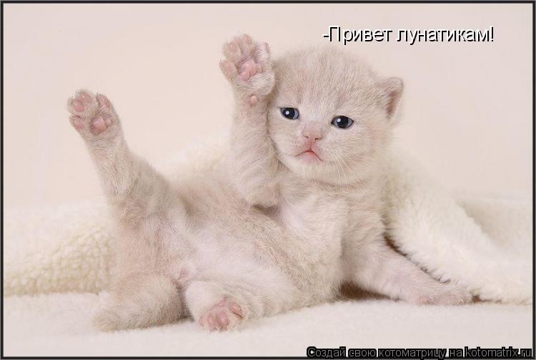 -Привет лунатикам!... Котоматрица: -Привет лунатикам!