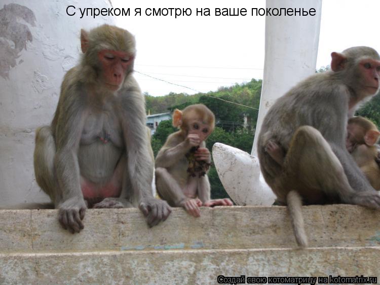 С упреком я смотрю на ваше поколенье... Котоматрица: С упреком я смотрю на ваше поколенье