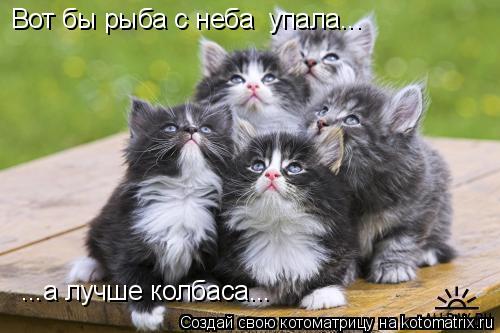 Вот бы рыба с неба упала... ...а лучше колбаса...... Котоматрица: Вот бы рыба с неба упала... ...а лучше колбаса...
