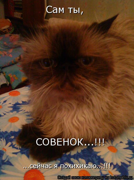 Сам ты, СОВЕНОК...!!! ...сейчас я похихикаю...!!!... Котоматрица: Сам ты, СОВЕНОК...!!! ...сейчас я похихикаю...!!!