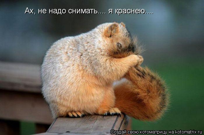 Ах, не надо снимать.... я краснею....... Котоматрица: Ах, не надо снимать.... я краснею....