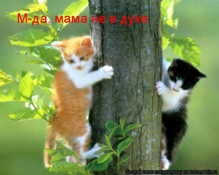 М-да, мама не в духе.... Котоматрица: М-да, мама не в духе.