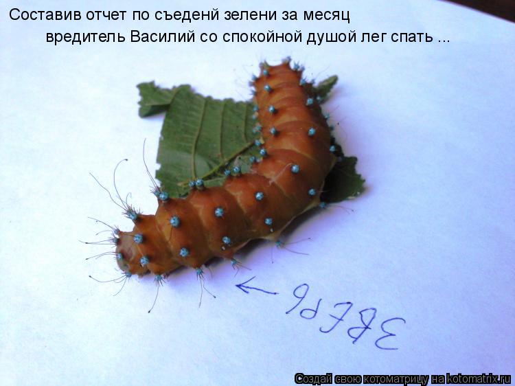 Составив отчет по съеденй зелени за месяц вредитель Василий со спокойной душой лег спать ...... Котоматрица: Составив отчет по съеденй зелени за месяц вредитель Василий со спокойной душой лег спать ...