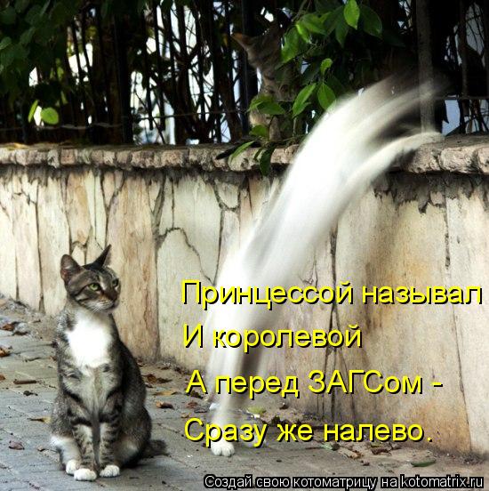 Принцессой называл И королевой А перед ЗАГСом - Сразу же налево.... Котоматрица: Принцессой называл И королевой А перед ЗАГСом - Сразу же налево.
