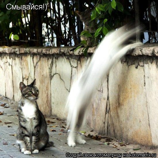 Смывайся!)... Котоматрица: Смывайся!)