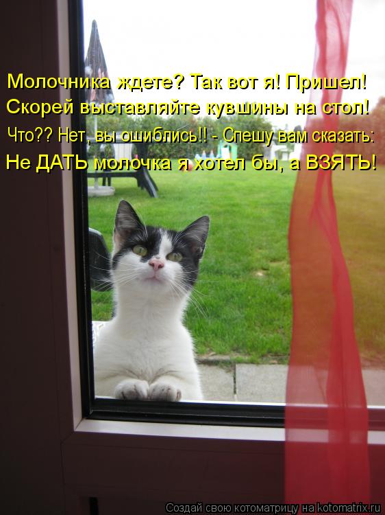 Молочника ждете? Так вот я! Пришел! Скорей выставляйте кувшины на стол! Что?? Нет, вы ошиблись!! - Сп... Котоматрица: Молочника ждете? Так вот я! Пришел! Скорей выставляйте кувшины на стол! Что?? Нет, вы ошиблись!! - Спешу вам сказать: Не ДАТЬ молочка я хотел бы,