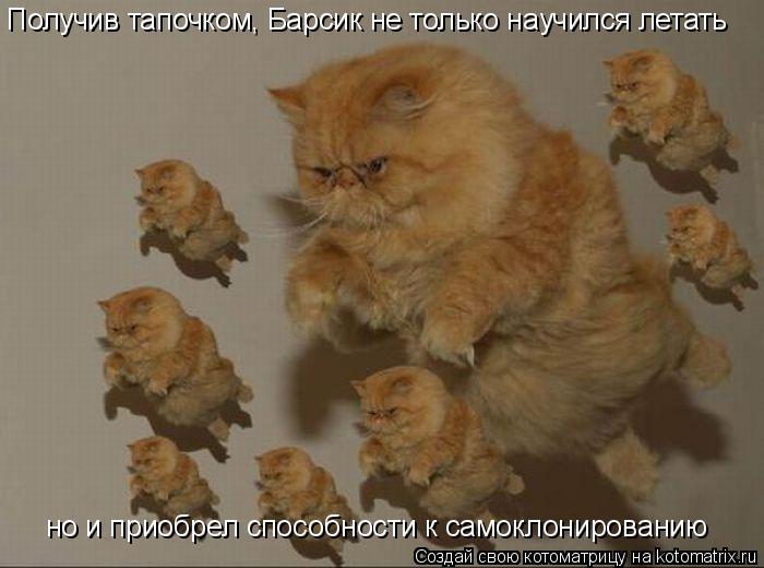 Получив тапочком, Барсик не только научился летать но и приобрел способности к самоклонированию... Котоматрица: Получив тапочком, Барсик не только научился летать но и приобрел способности к самоклонированию