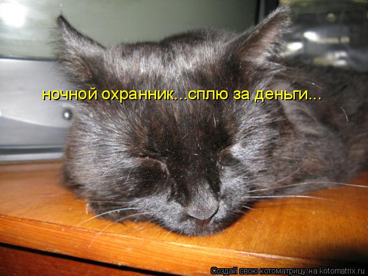 ночной охранник...сплю за деньги...... Котоматрица: ночной охранник...сплю за деньги...