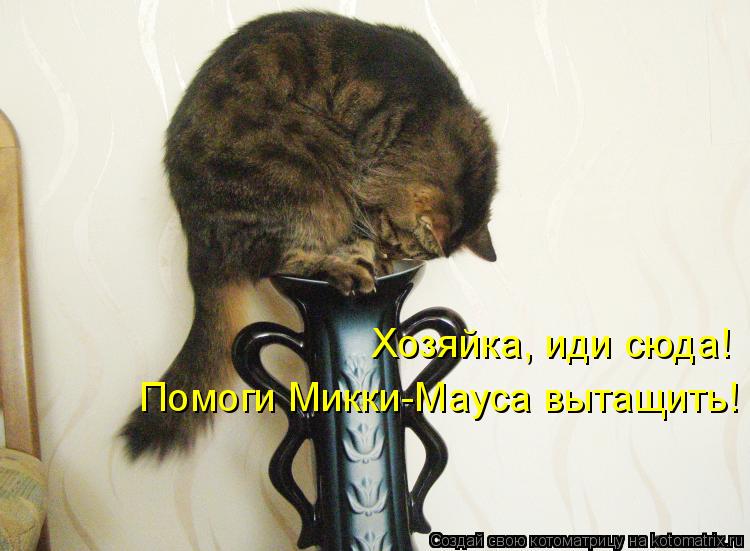 Хозяйка, иди сюда! Помоги Микки-Мауса вытащить!... Котоматрица: Хозяйка, иди сюда! Помоги Микки-Мауса вытащить!
