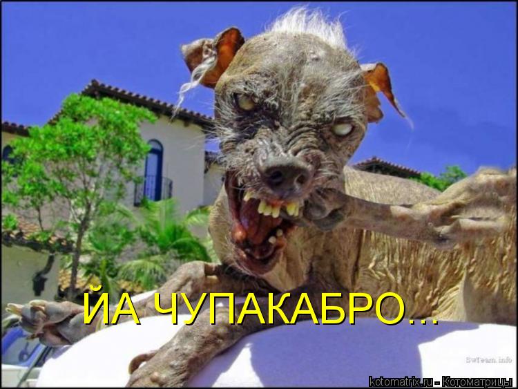 ЙА ЧУПАКАБРО...... Котоматрица: ЙА ЧУПАКАБРО...