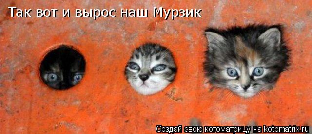 Так вот и вырос наш Мурзик... Котоматрица: Так вот и вырос наш Мурзик