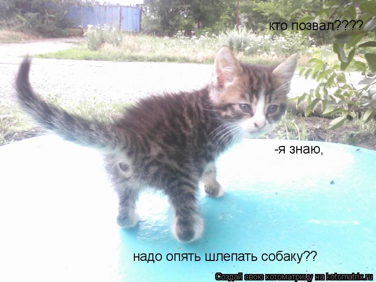 кто позвал???? -я знаю, надо опять шлепать собаку??... Котоматрица: кто позвал???? -я знаю, надо опять шлепать собаку??