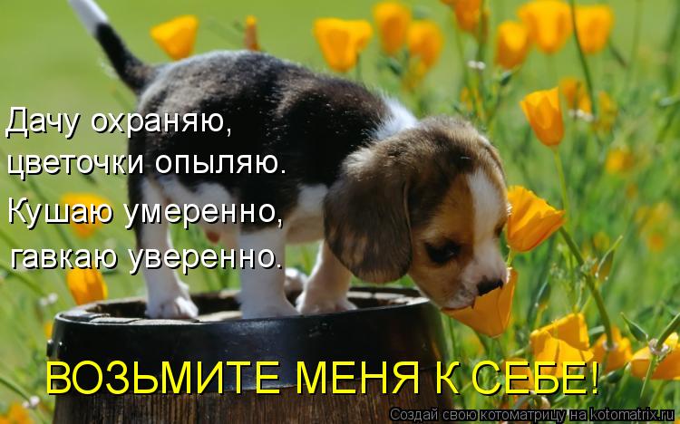Дачу охраняю, цветочки опыляю. Кушаю умеренно, гавкаю уверенно. ВОЗЬМИТЕ МЕНЯ К СЕБЕ!... Котоматрица: Дачу охраняю, цветочки опыляю. Кушаю умеренно, гавкаю уверенно. ВОЗЬМИТЕ МЕНЯ К СЕБЕ!