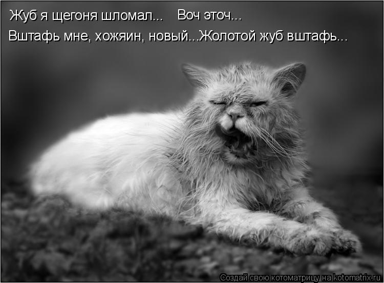 Жуб я щегоня шломал... Вштафь мне, хожяин, новый...Жолотой жуб вштафь... Воч эточ...... Котоматрица: Жуб я щегоня шломал... Вштафь мне, хожяин, новый...Жолотой жуб вштафь... Воч эточ...