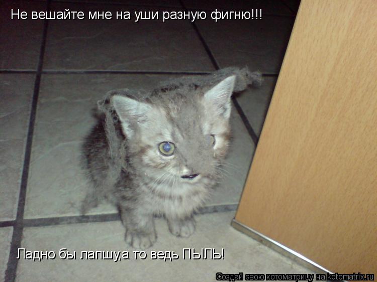 Не вешайте мне на уши разную фигню!!! Ладно бы лапшу,а то ведь ПЫЛЬ!... Котоматрица: Не вешайте мне на уши разную фигню!!! Ладно бы лапшу,а то ведь ПЫЛЬ!