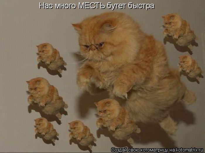 Нас много МЕСТЬ бутет быстра... Котоматрица: Нас много МЕСТЬ бутет быстра