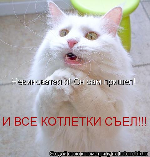 Невиноватая я! Он сам пришел! И ВСЕ КОТЛЕТКИ СЪЕЛ!!!... Котоматрица: Невиноватая я! Он сам пришел! И ВСЕ КОТЛЕТКИ СЪЕЛ!!!