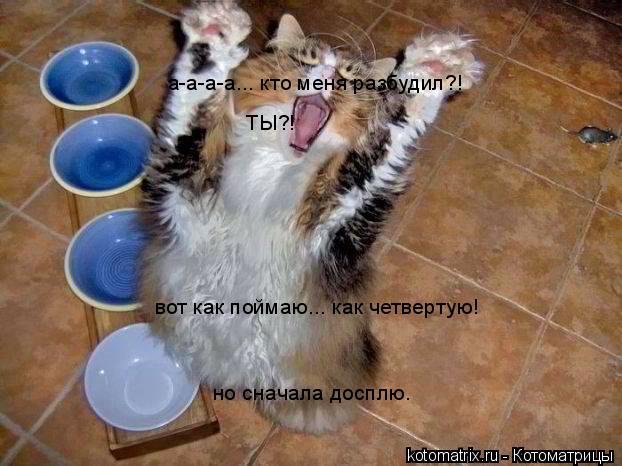 а-а-а-а... кто меня разбудил?! ТЫ?! вот как поймаю... как четвертую! но сначала досплю.... Котоматрица: а-а-а-а... кто меня разбудил?! ТЫ?! вот как поймаю... как четвертую! но сначала досплю.