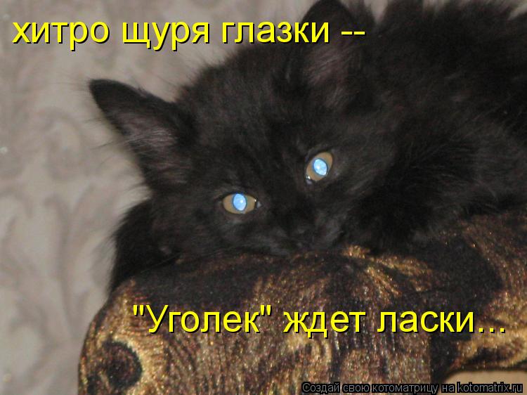 хитро щуря глазки -- "Уголек" ждет ласки...... Котоматрица: хитро щуря глазки -- "Уголек" ждет ласки...