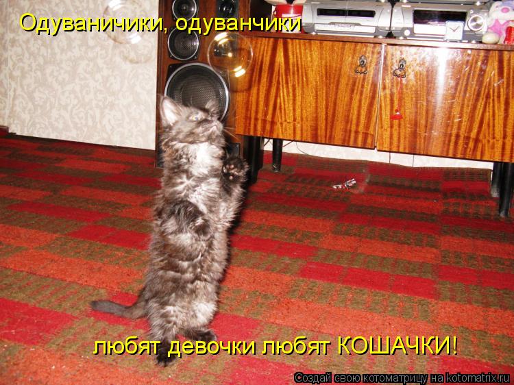 Одуваничики, одуванчики любят девочки любят КОШАЧКИ!... Котоматрица: Одуваничики, одуванчики любят девочки любят КОШАЧКИ!