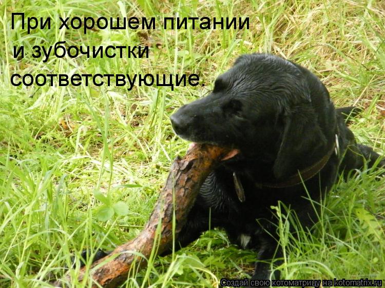 При хорошем питании и зубочистки соответствующие.... Котоматрица: При хорошем питании и зубочистки соответствующие.