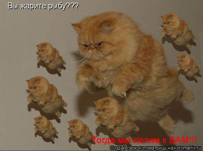 Вы жарите рыбу??? Тогда мы летим к ВАМ!!!... Котоматрица: Вы жарите рыбу??? Тогда мы летим к ВАМ!!!