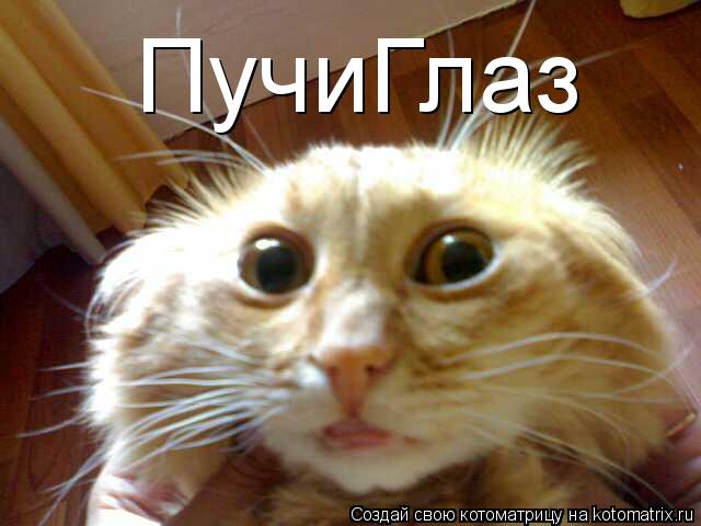 ПучиГлаз... Котоматрица: ПучиГлаз