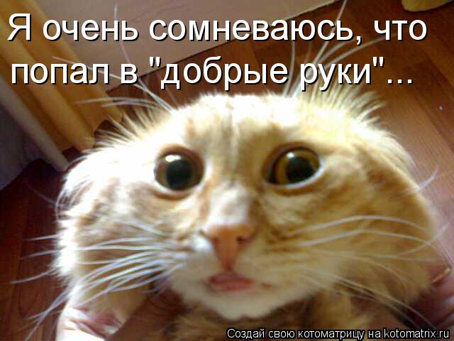 Я очень сомневаюсь, что попал в "добрые руки"...... Котоматрица: Я очень сомневаюсь, что попал в "добрые руки"...