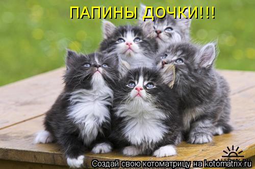 ПАПИНЫ ДОЧКИ!!!... Котоматрица: ПАПИНЫ ДОЧКИ!!!