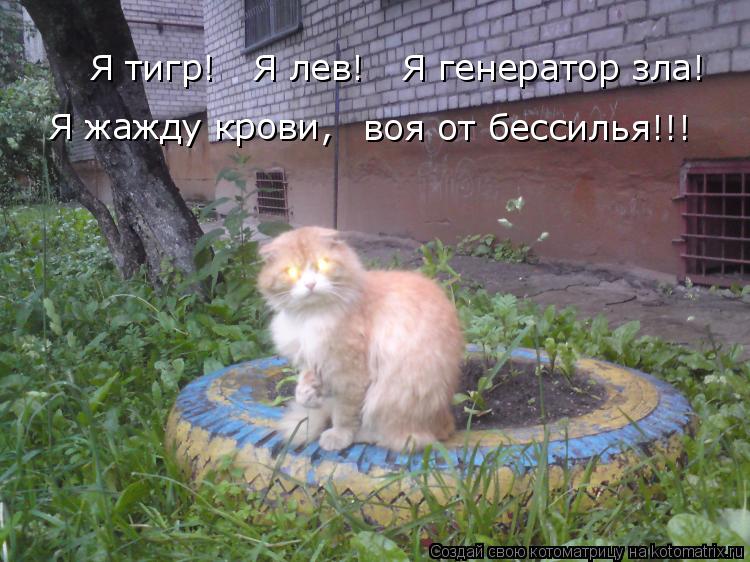 Я тигр! Я лев! Я генератор зла! Я жажду крови, воя от бессилья!!!... Котоматрица: Я тигр! Я лев! Я генератор зла! Я жажду крови, воя от бессилья!!!