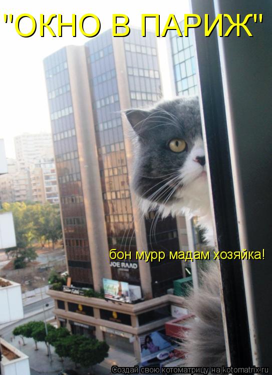 "ОКНО В ПАРИЖ" бон мурр мадам хозяйка!... Котоматрица: "ОКНО В ПАРИЖ" бон мурр мадам хозяйка!