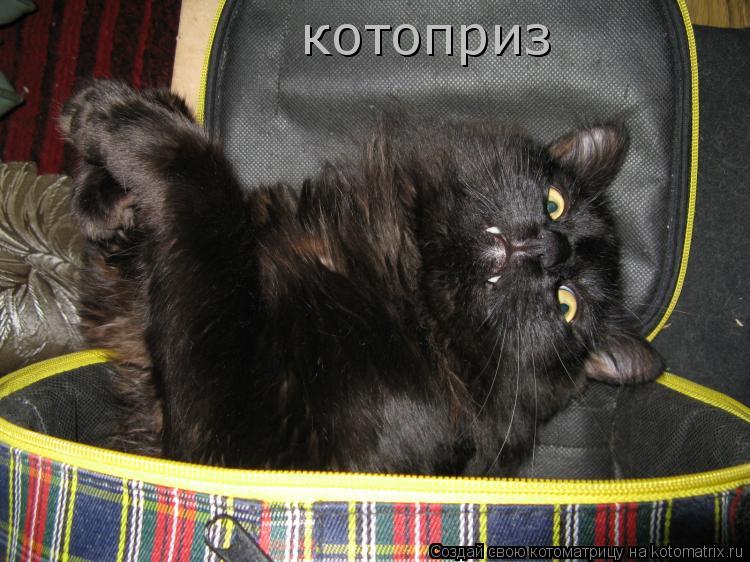 котоприз... Котоматрица: котоприз