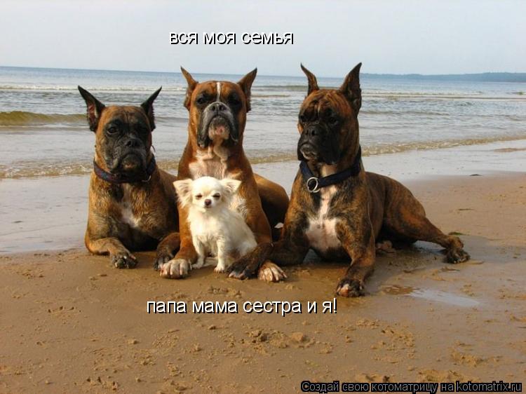 вся моя семья папа мама сестра и я!... Котоматрица: вся моя семья папа мама сестра и я!