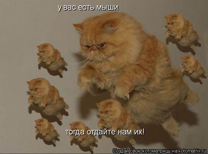 у вас есть мыши тогда отдайте нам их!... Котоматрица: у вас есть мыши тогда отдайте нам их!