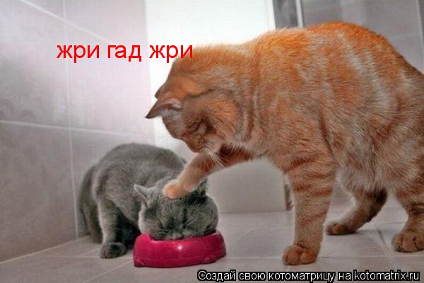 жри гад жри... Котоматрица: жри гад жри