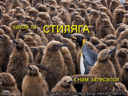 какой то СТИЛЯГА к нам затесался... Котоматрица: какой то СТИЛЯГА к нам затесался