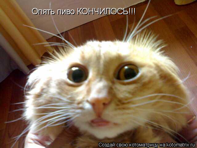Опять пиво КОНЧИЛОСЬ!!!... Котоматрица: Опять пиво КОНЧИЛОСЬ!!!