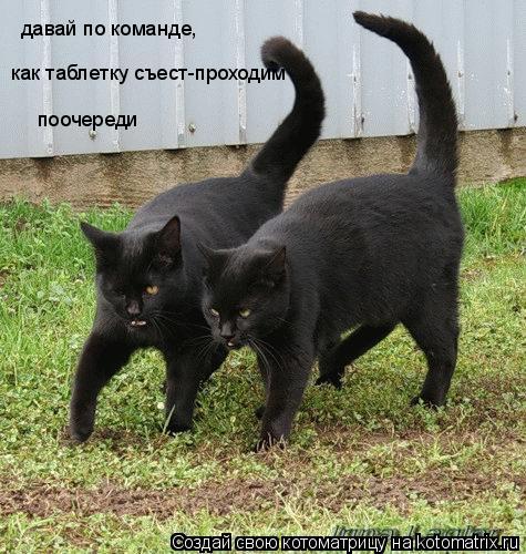 давай по команде, как таблетку съест-проходим поочереди... Котоматрица: давай по команде, как таблетку съест-проходим поочереди