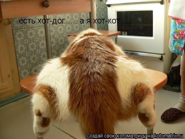 есть хот-дог...... а я хот-кот........ Котоматрица: есть хот-дог...... а я хот-кот.....
