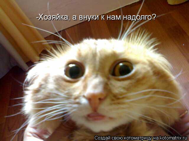 -Хозяйка, а внуки к нам надолго?... Котоматрица: -Хозяйка, а внуки к нам надолго?