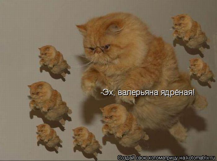 -Эх, валерьяна ядрёная!... Котоматрица: -Эх, валерьяна ядрёная!