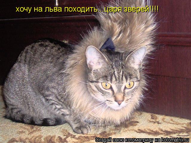 хочу на льва походить...царя зверей!!!!... Котоматрица: хочу на льва походить...царя зверей!!!!
