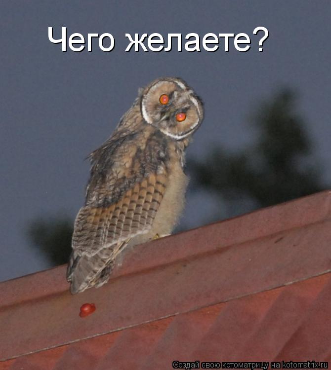 Чего желаете?... Котоматрица: Чего желаете?