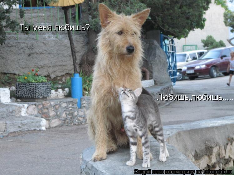 Ты меня любишь? Любишь,любишь........ Котоматрица: Ты меня любишь? Любишь,любишь.....