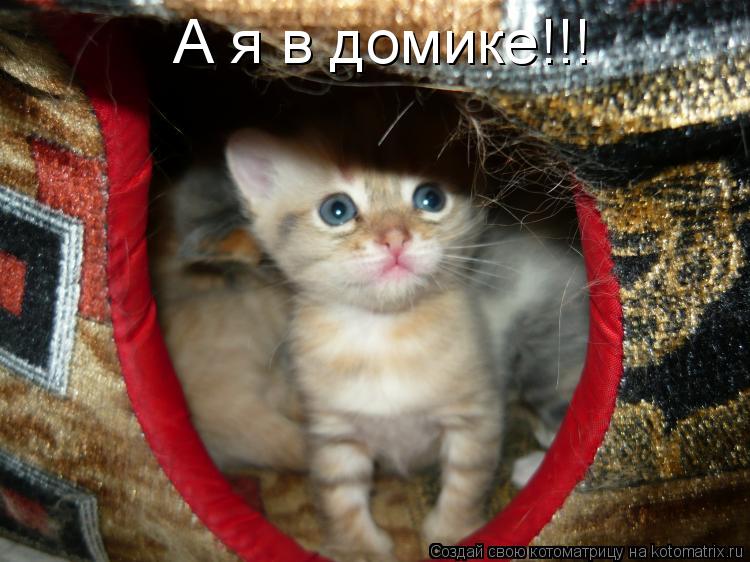 А я в домике!!!... Котоматрица: А я в домике!!!