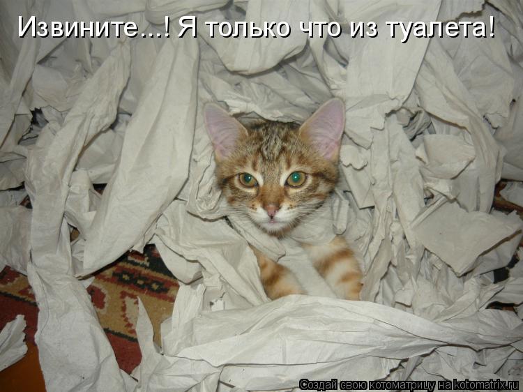 Извините...! Я только что из туалета!... Котоматрица: Извините...! Я только что из туалета!