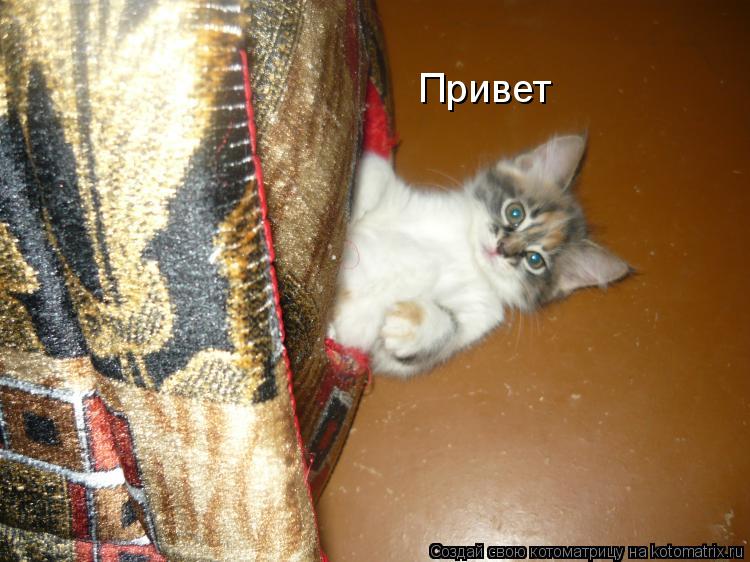 Привет... Котоматрица: Привет