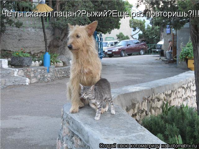 Че ты сказал,пацан?Рыжий?Еще раз повторишь?!!!!... Котоматрица: Че ты сказал,пацан?Рыжий?Еще раз повторишь?!!!!