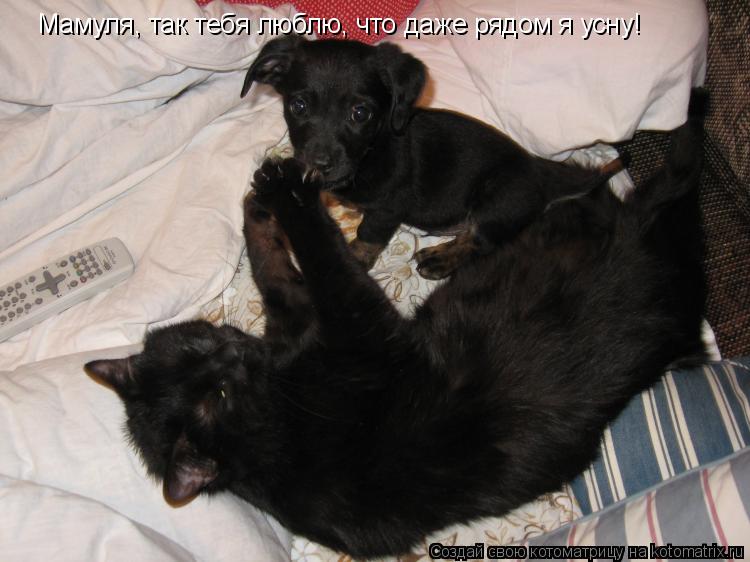Мамуля, так тебя люблю, что даже рядом я усну!... Котоматрица: Мамуля, так тебя люблю, что даже рядом я усну!