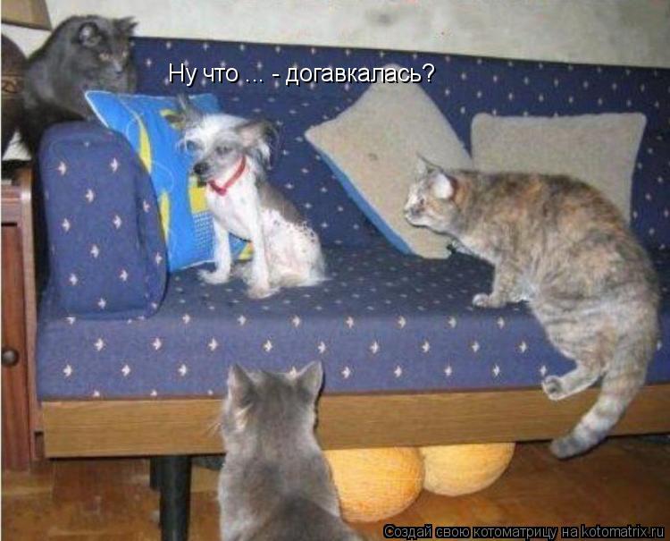 Ну что ... - догавкалась?... Котоматрица: Ну что ... - догавкалась?